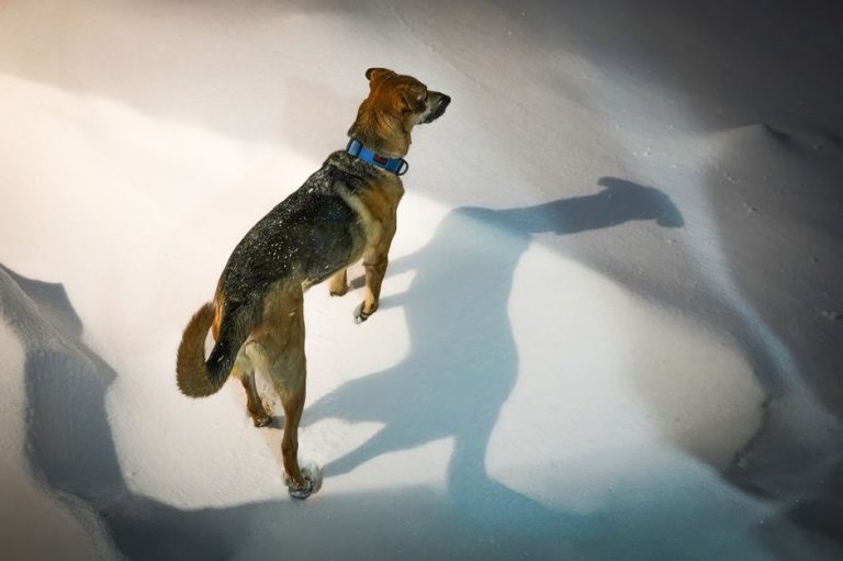 curious incident of the dog in the nighttime pdf